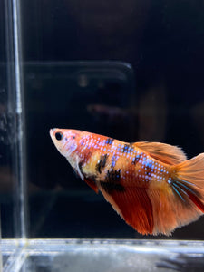 TOP GRADE Female Halfmoon -Galaxy #2316 - Live Betta Fish