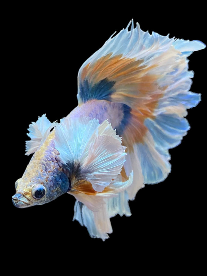 Male Rosetail - Dumbo #2316 - Live Betta Fish