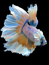Load image into Gallery viewer, Male Rosetail - Dumbo #2316 - Live Betta Fish

