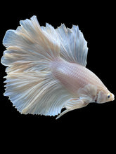 Load image into Gallery viewer, Male Rosetail - White Platinum #2317 - Live Betta Fish
