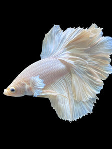 Male Rosetail - White Platinum #2317 - Live Betta Fish
