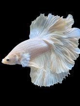 Load image into Gallery viewer, Male Rosetail - White Platinum #2317 - Live Betta Fish
