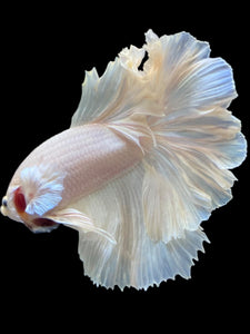 Male Rosetail - White Platinum #2317 - Live Betta Fish