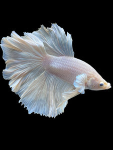 Male Rosetail - White Platinum #2317 - Live Betta Fish