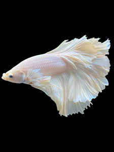 Male Rosetail - White Platinum #2317 - Live Betta Fish