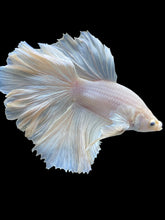 Load image into Gallery viewer, Male Rosetail - White Platinum #2317 - Live Betta Fish
