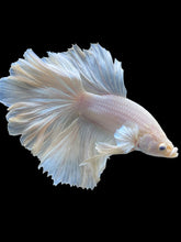 Load image into Gallery viewer, Male Rosetail - White Platinum #2317 - Live Betta Fish
