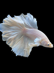 Male Rosetail - White Platinum #2317 - Live Betta Fish