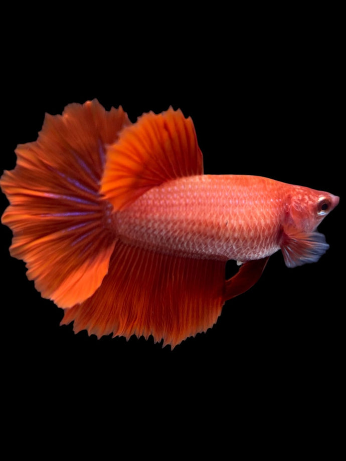 TOP GRADE Female Rosetail - Super Red #2318 - Live Betta Fish