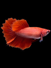 Load image into Gallery viewer, TOP GRADE Female Rosetail - Super Red #2318 - Live Betta Fish

