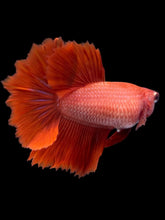 Load image into Gallery viewer, TOP GRADE Female Rosetail - Super Red #2318 - Live Betta Fish
