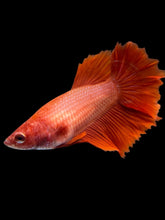 Load image into Gallery viewer, TOP GRADE Female Rosetail - Super Red #2318 - Live Betta Fish

