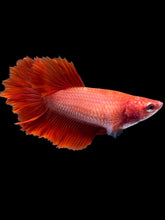 Load image into Gallery viewer, TOP GRADE Female Rosetail - Super Red #2318 - Live Betta Fish
