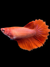 Load image into Gallery viewer, TOP GRADE Female Rosetail - Super Red #2318 - Live Betta Fish
