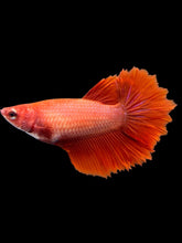 Load image into Gallery viewer, TOP GRADE Female Rosetail - Super Red #2318 - Live Betta Fish
