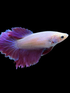 TOP GRADE Female Rosetail - Purple #2319 - Live Betta Fish