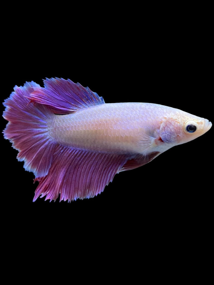 TOP GRADE Female Rosetail - Purple #2319 - Live Betta Fish