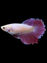 Load image into Gallery viewer, TOP GRADE Female Rosetail - Purple #2319 - Live Betta Fish
