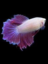 Load image into Gallery viewer, TOP GRADE Female Rosetail - Purple #2319 - Live Betta Fish
