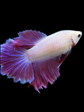 Load image into Gallery viewer, TOP GRADE Female Rosetail - Purple #2319 - Live Betta Fish
