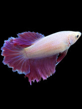 Load image into Gallery viewer, TOP GRADE Female Rosetail - Purple #2319 - Live Betta Fish
