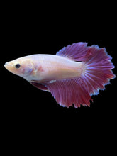 Load image into Gallery viewer, TOP GRADE Female Rosetail - Purple #2319 - Live Betta Fish
