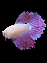 Load image into Gallery viewer, TOP GRADE Female Rosetail - Purple #2319 - Live Betta Fish
