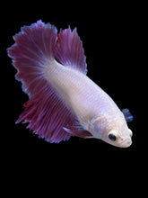 Load image into Gallery viewer, TOP GRADE Female Rosetail - Purple #2319 - Live Betta Fish
