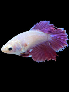 TOP GRADE Female Rosetail - Purple #2319 - Live Betta Fish