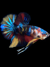 Load image into Gallery viewer, Male Halfmoon Plakat - Multicolor #2320 - Live Betta Fish
