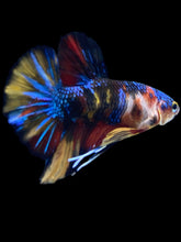 Load image into Gallery viewer, Male Halfmoon Plakat - Multicolor #2320 - Live Betta Fish
