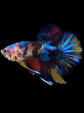 Load image into Gallery viewer, Male Halfmoon Plakat - Multicolor #2320 - Live Betta Fish
