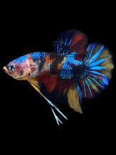 Load image into Gallery viewer, Male Halfmoon Plakat - Multicolor #2320 - Live Betta Fish
