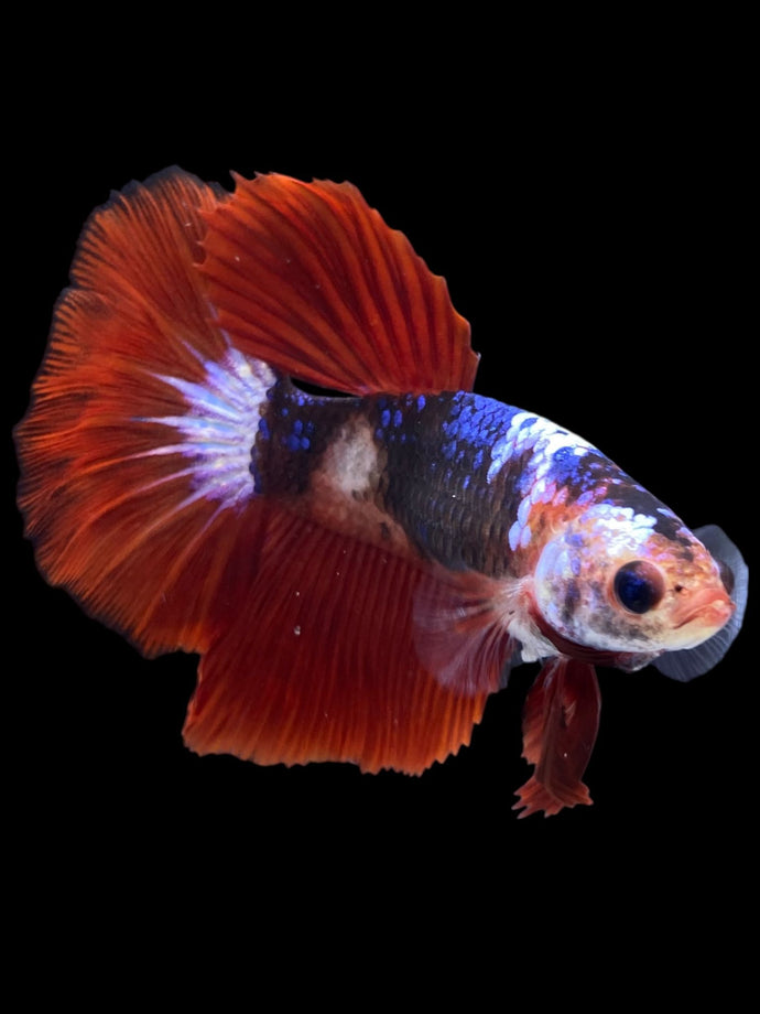 TOP GRADE Female Halfmoon - Galaxy #2321 - Live Betta Fish