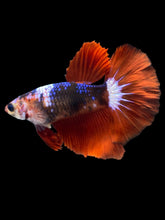 Load image into Gallery viewer, TOP GRADE Female Halfmoon - Galaxy #2321 - Live Betta Fish

