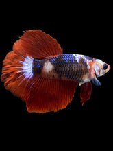Load image into Gallery viewer, TOP GRADE Female Halfmoon - Galaxy #2321 - Live Betta Fish
