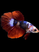 Load image into Gallery viewer, TOP GRADE Female Halfmoon - Galaxy #2321 - Live Betta Fish
