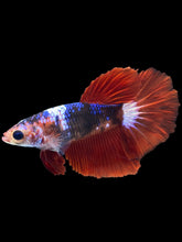 Load image into Gallery viewer, TOP GRADE Female Halfmoon - Galaxy #2321 - Live Betta Fish
