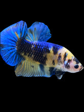 Load image into Gallery viewer, GIANT Male Halfmoon Plakat - Yellow Galaxy #2323 - Live Betta Fish
