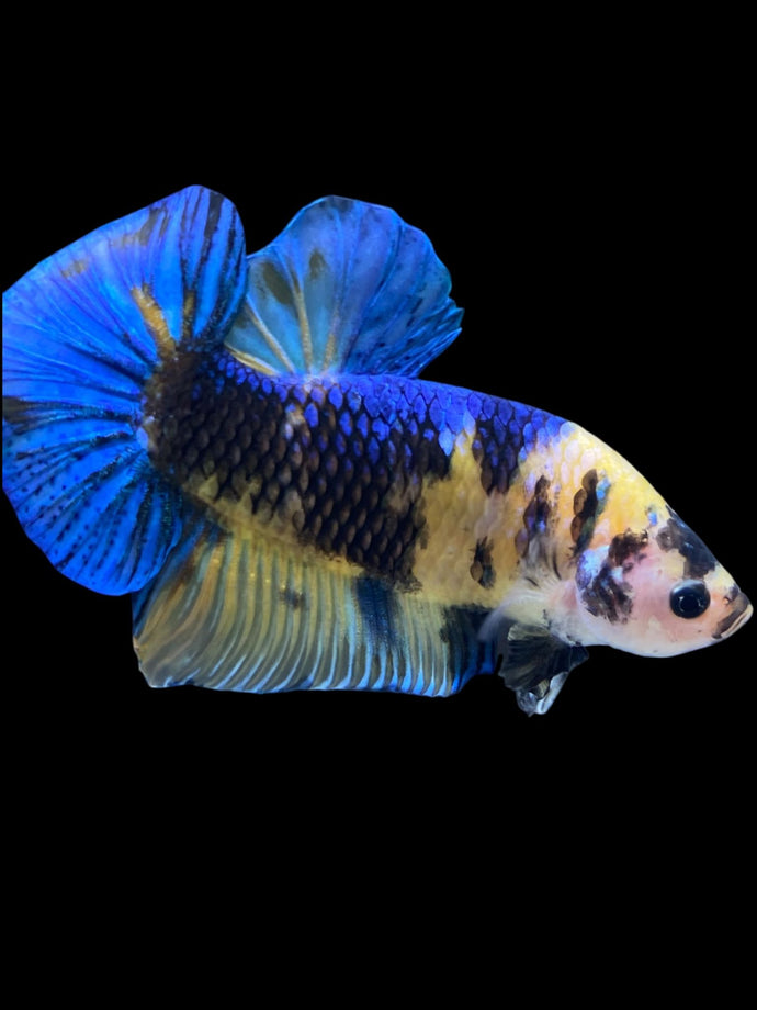GIANT Male Halfmoon Plakat - Yellow Galaxy #2323 - Live Betta Fish