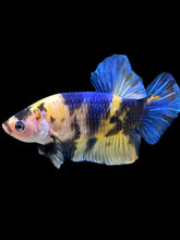 Load image into Gallery viewer, GIANT Male Halfmoon Plakat - Yellow Galaxy #2323 - Live Betta Fish
