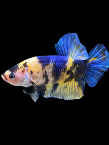 GIANT Male Halfmoon Plakat - Yellow Galaxy #2323 - Live Betta Fish
