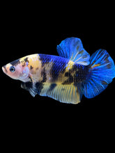 Load image into Gallery viewer, GIANT Male Halfmoon Plakat - Yellow Galaxy #2323 - Live Betta Fish
