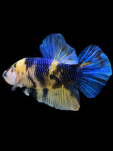 Load image into Gallery viewer, GIANT Male Halfmoon Plakat - Yellow Galaxy #2323 - Live Betta Fish

