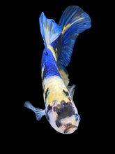Load image into Gallery viewer, GIANT Male Halfmoon Plakat - Yellow Galaxy #2323 - Live Betta Fish
