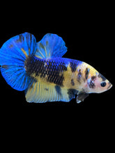 Load image into Gallery viewer, GIANT Male Halfmoon Plakat - Yellow Galaxy #2323 - Live Betta Fish
