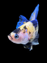Load image into Gallery viewer, GIANT Male Halfmoon Plakat - Yellow Galaxy #2323 - Live Betta Fish
