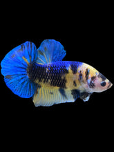 Load image into Gallery viewer, GIANT Male Halfmoon Plakat - Yellow Galaxy #2323 - Live Betta Fish
