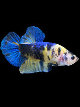 Load image into Gallery viewer, GIANT Male Halfmoon Plakat - Yellow Galaxy #2323 - Live Betta Fish
