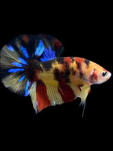 Load image into Gallery viewer, Male Halfmoon Plakat - Multicolor #2324 - Live Betta Fish
